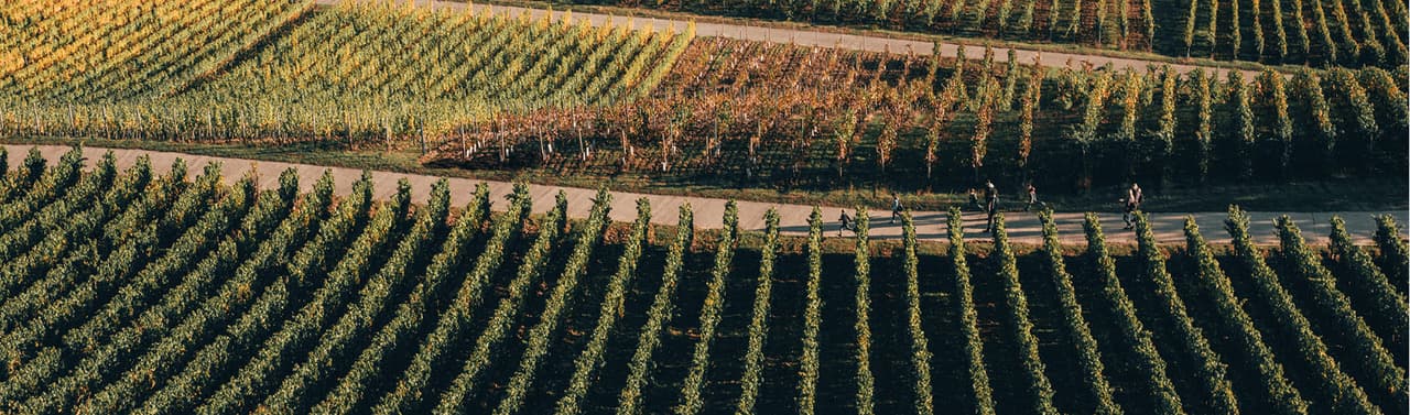 Domaine Vial-Magnères